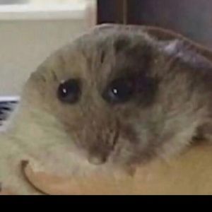 Meet your Posher, Ash